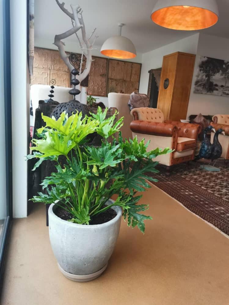 The Rez Guesthouse ウォルビスベイ エクステリア 写真